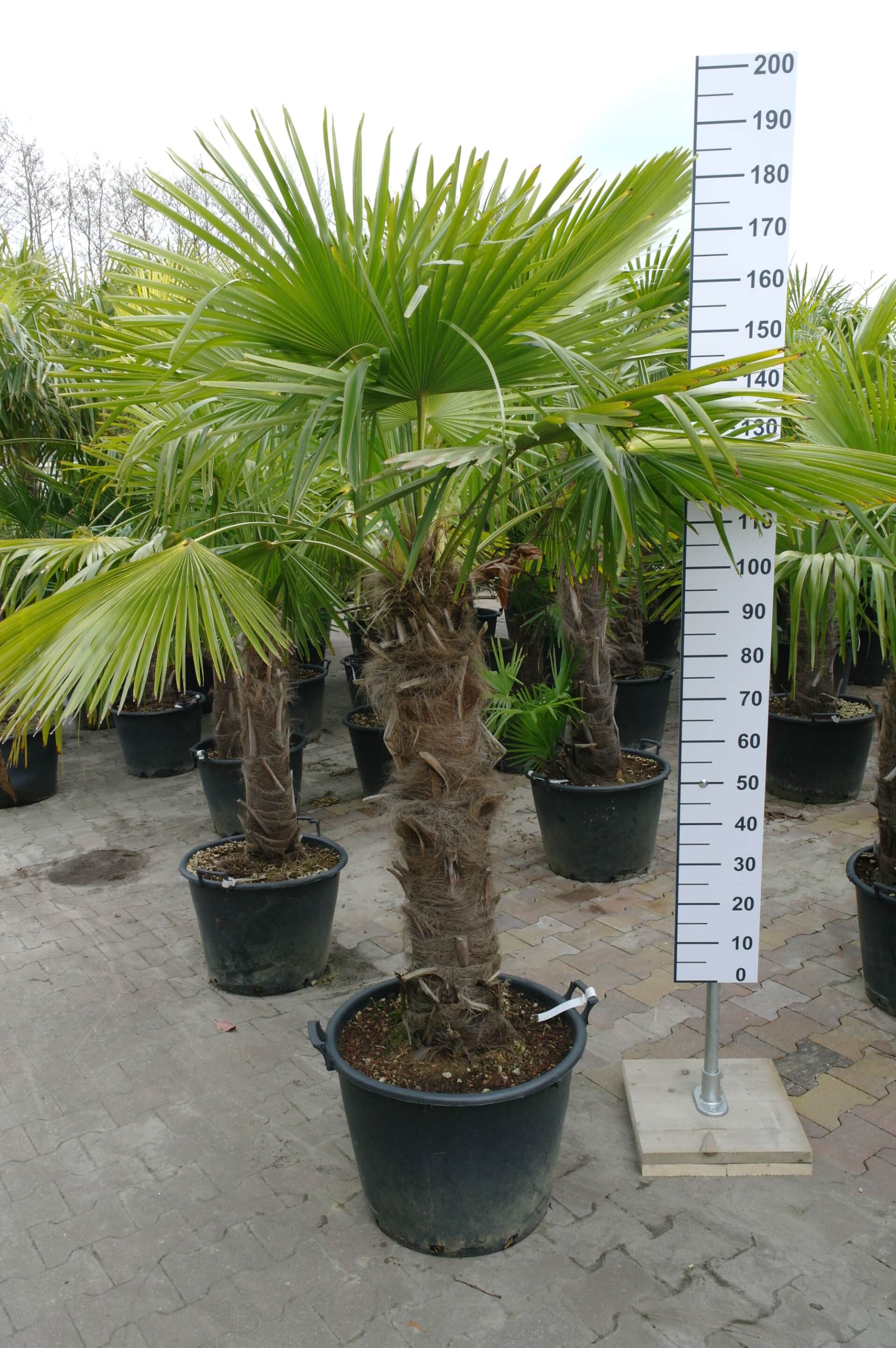 Skiën moe daar ben ik het mee eens Palmboom Trachycarpus Fortunei (stam 90 - 100 cm) - Goedkopeolijfbomen.nl
