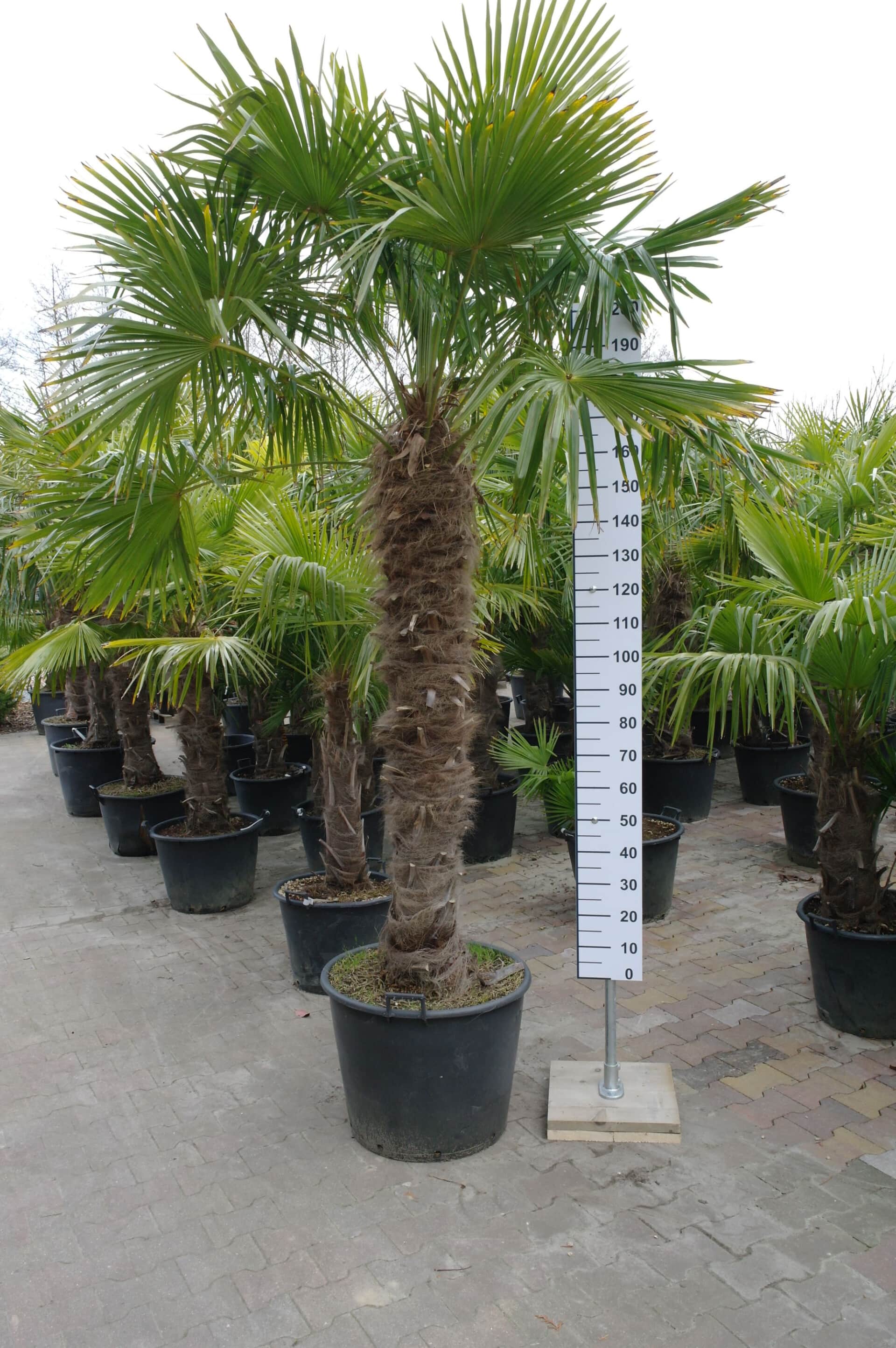 Broers en zussen Rijp bedenken Palmboom Trachycarpus Fortunei (stam 150-160 cm) - Goedkopeolijfbomen.nl