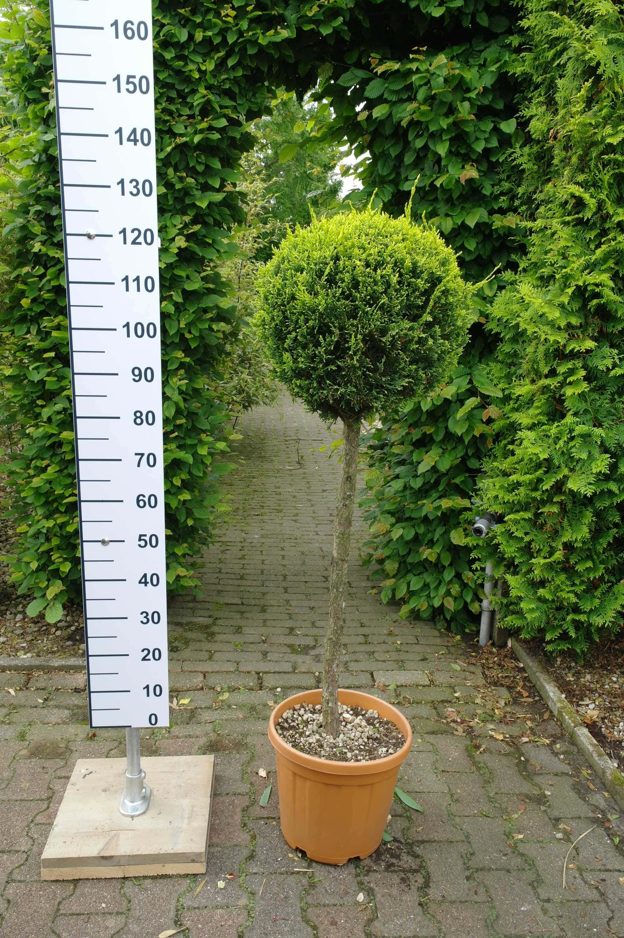 Afleiden Aankondiging Verward Cupressocyparis Leylandii cwg op stam 80/90 cm - Goedkopeolijfbomen.nl