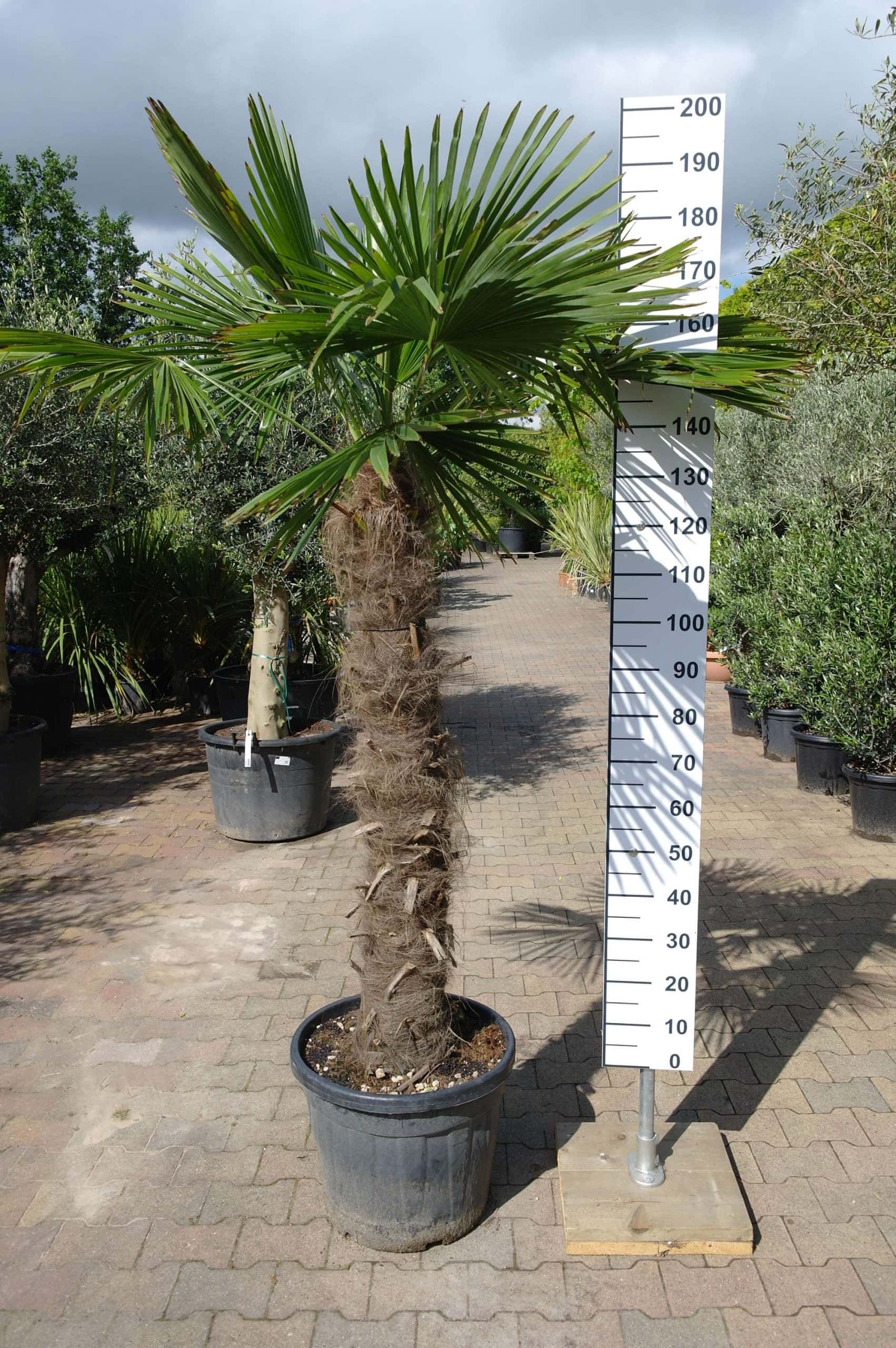 tong Schijn als resultaat Palmboom Trachycarpus Fortunei (stam 120-130 cm) - Goedkopeolijfbomen.nl