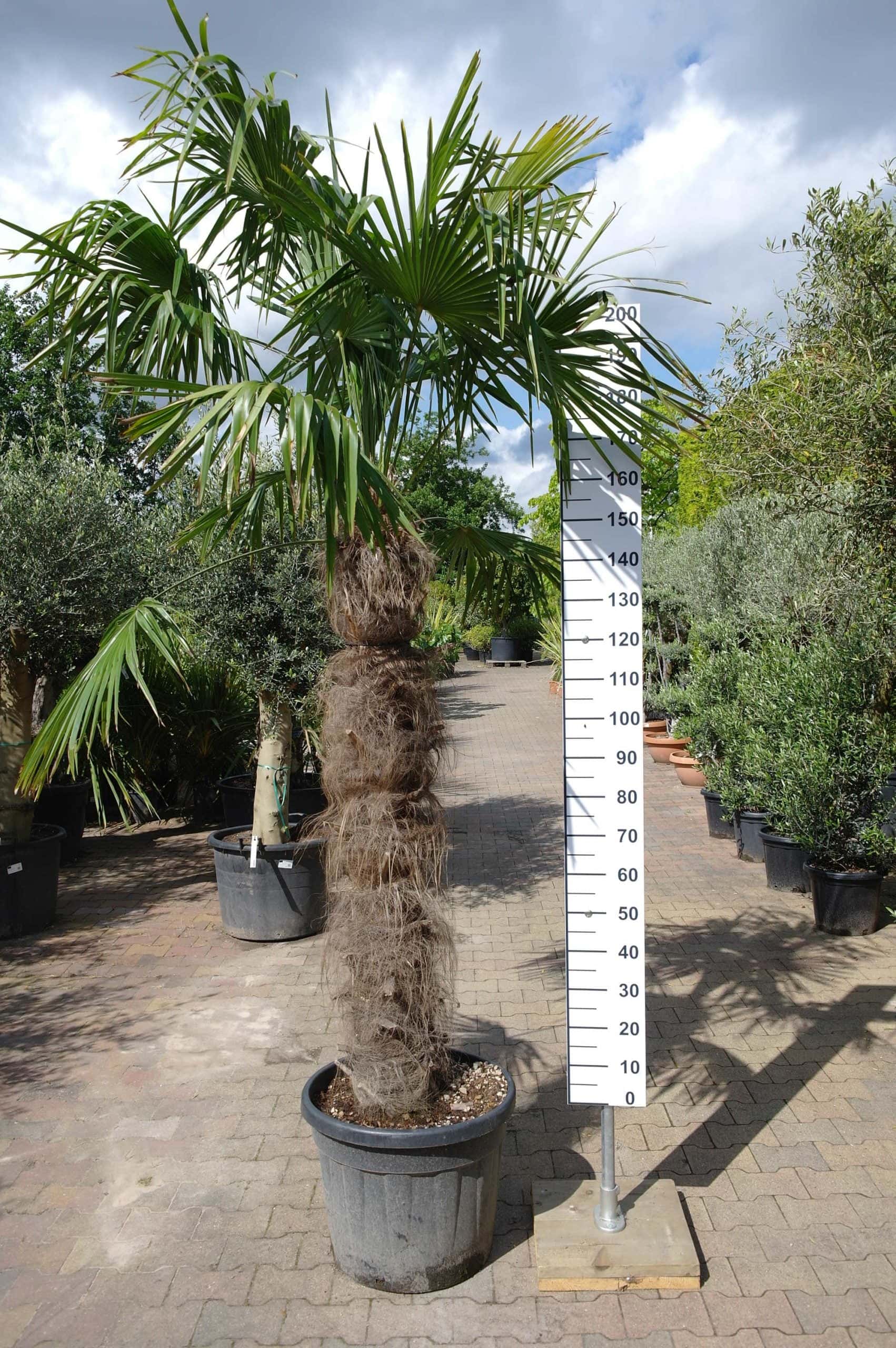 Bestrating uitzondering vergroting Palmboom Trachycarpus Fortunei (stam 140-150 cm) - Goedkopeolijfbomen.nl