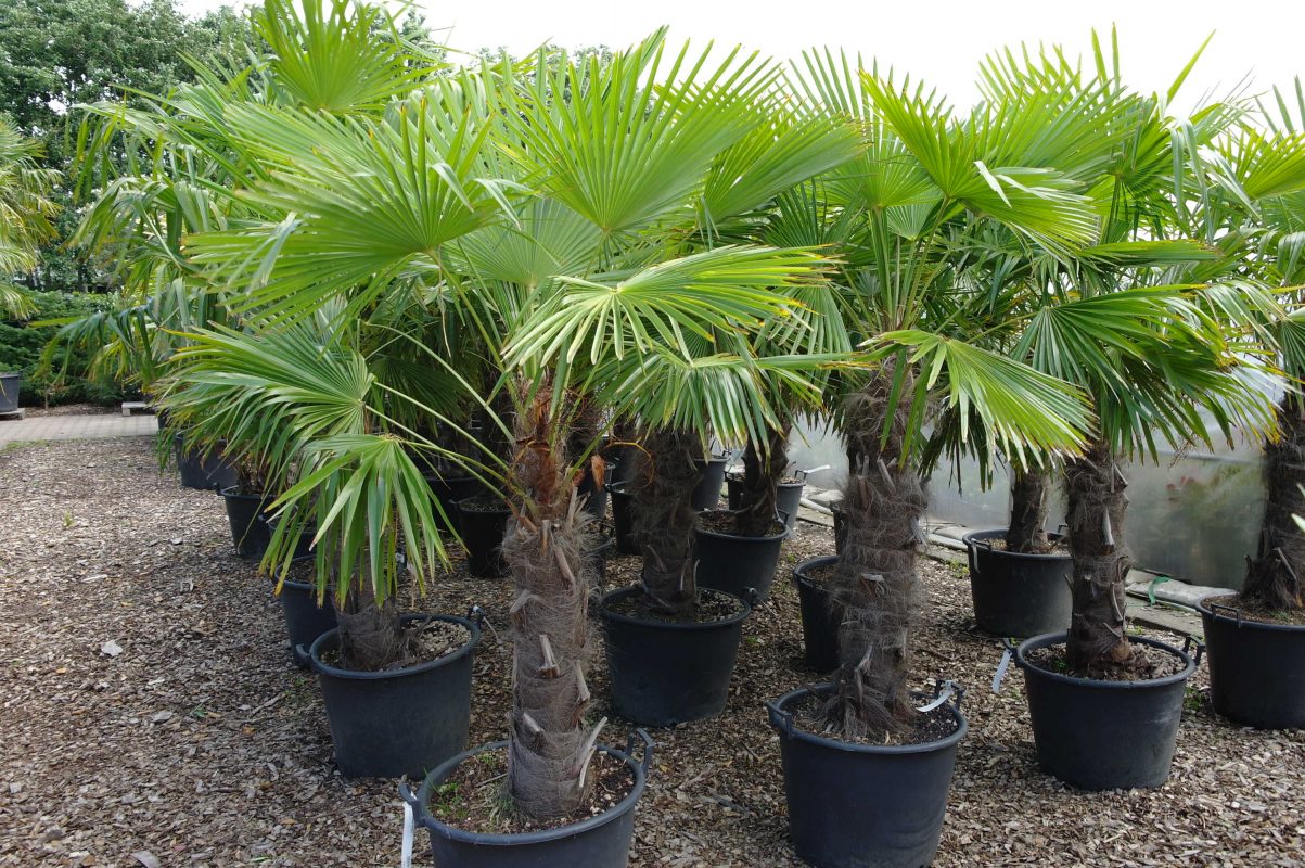 Palmbomen beschermen in de winter.
