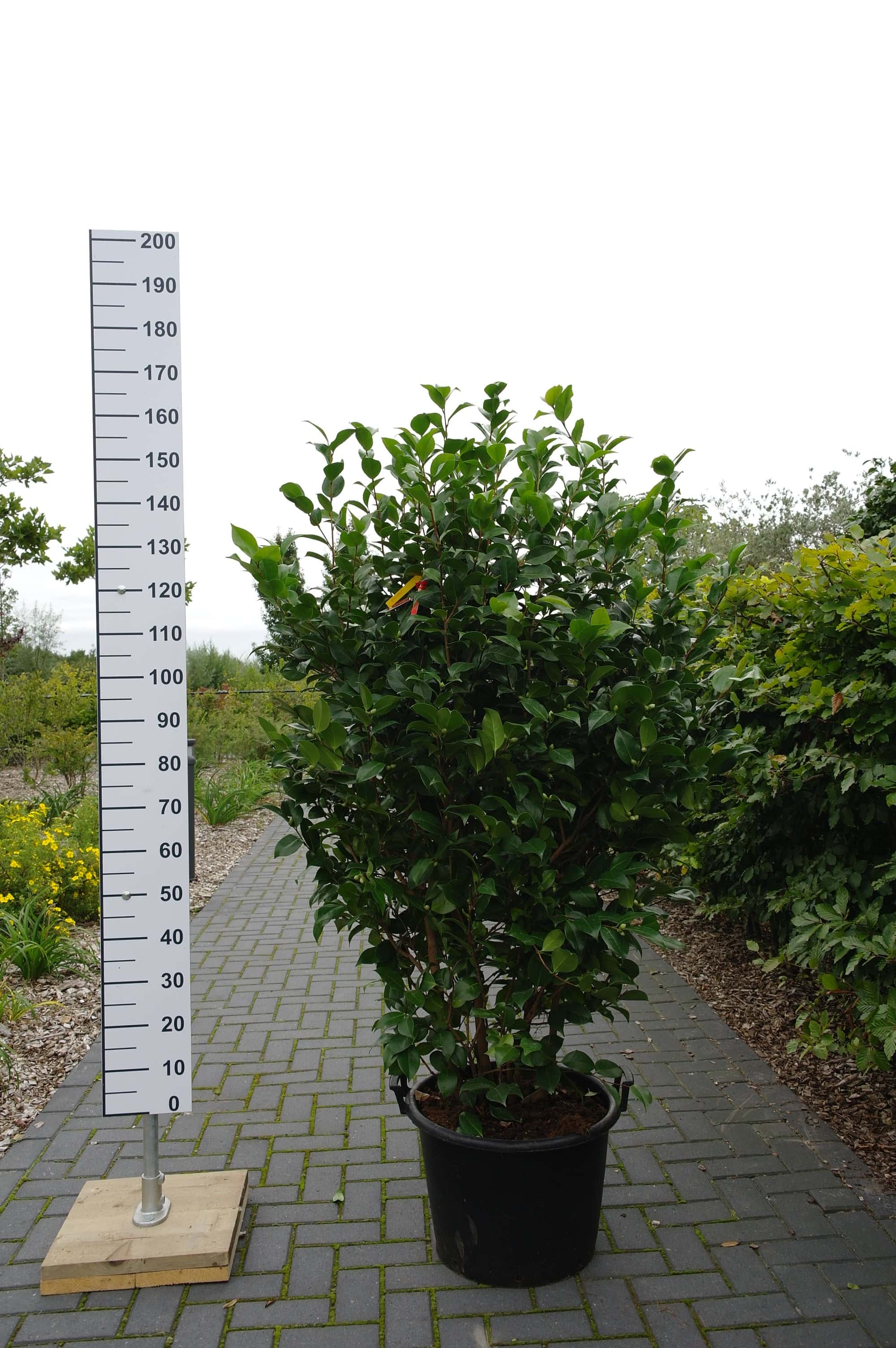 Woordvoerder recept materiaal Camellia Japonica 'Margaret Wells' - Goedkopeolijfbomen.nl