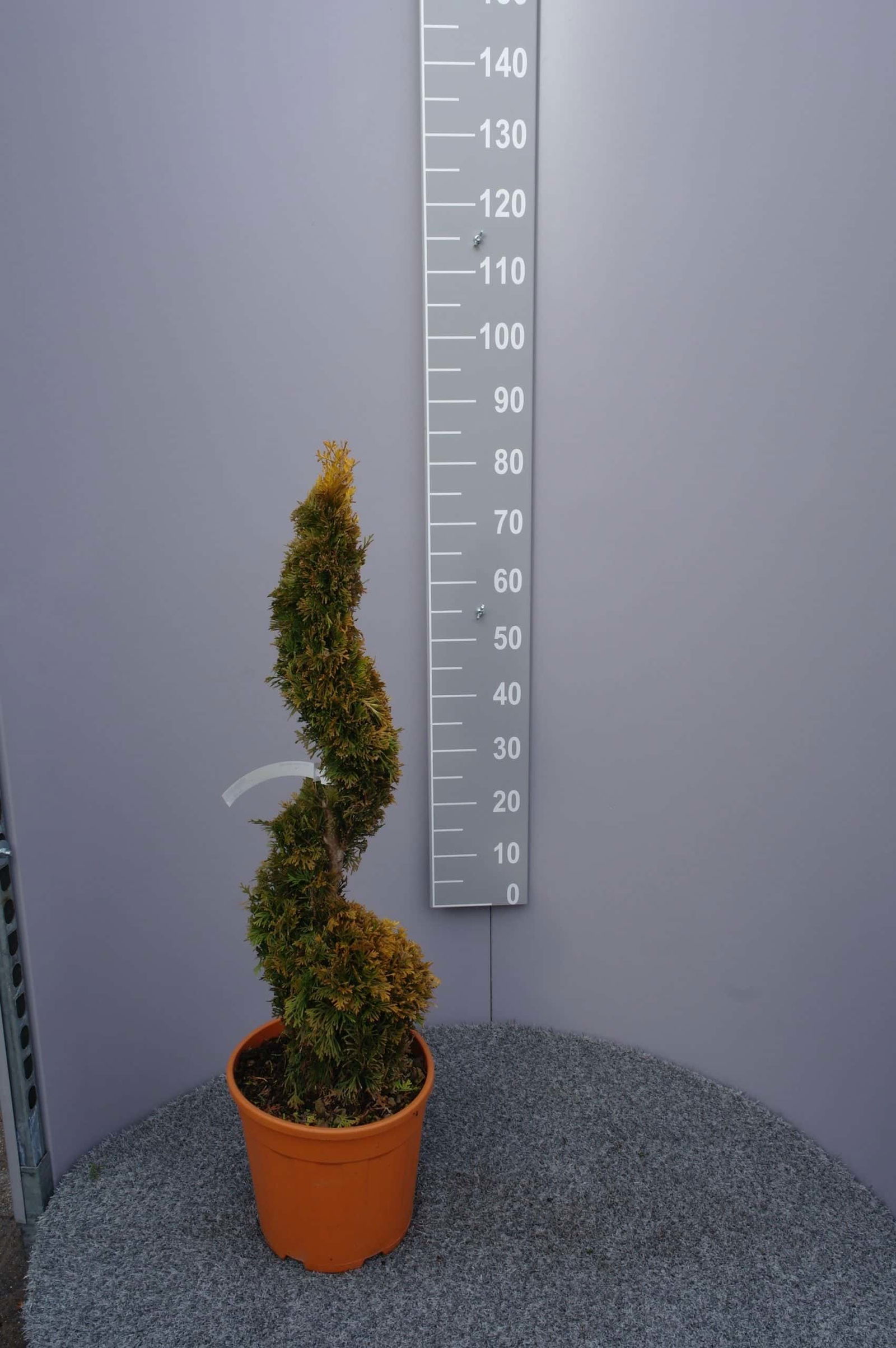 Thuja 'Sunny Smaragd' - Goedkopeolijfbomen.nl