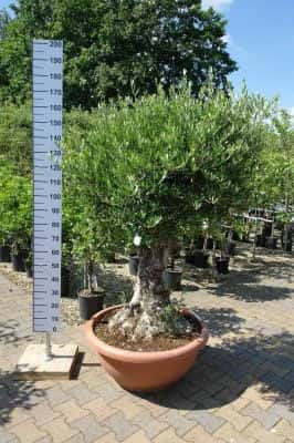 Verzorgen van olijfbomen in Nederland.