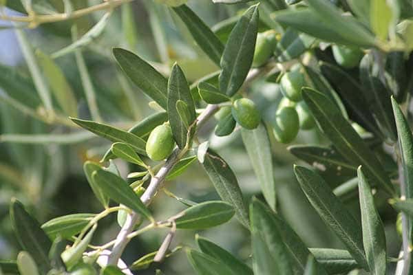 Verzorgen van olijfbomen