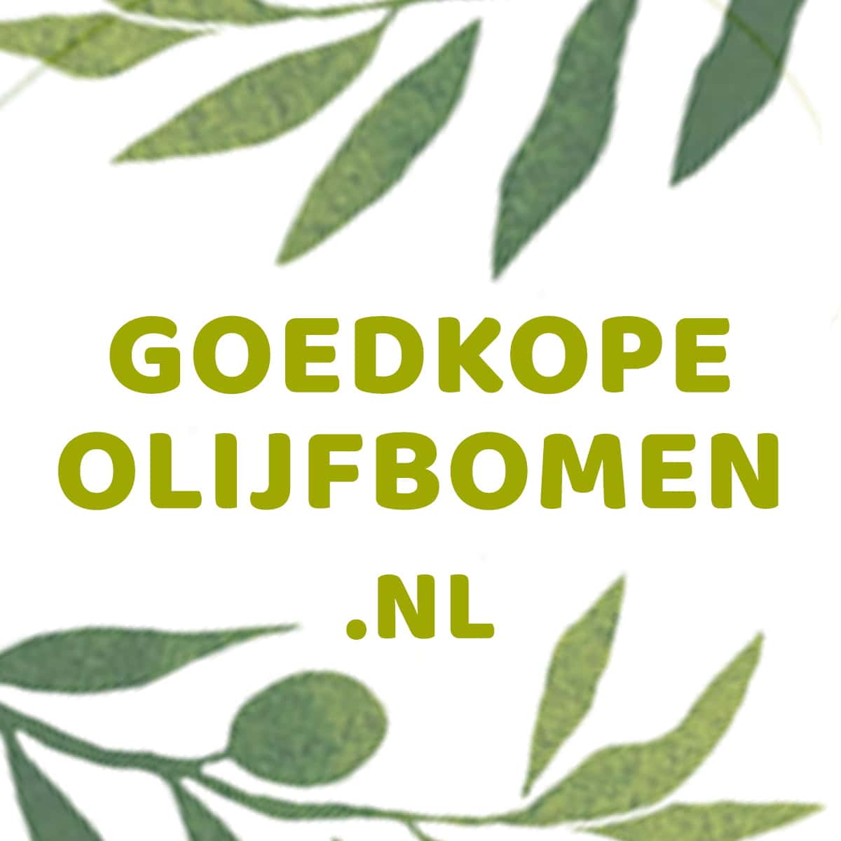 Goedkopeolijfbomen.nl