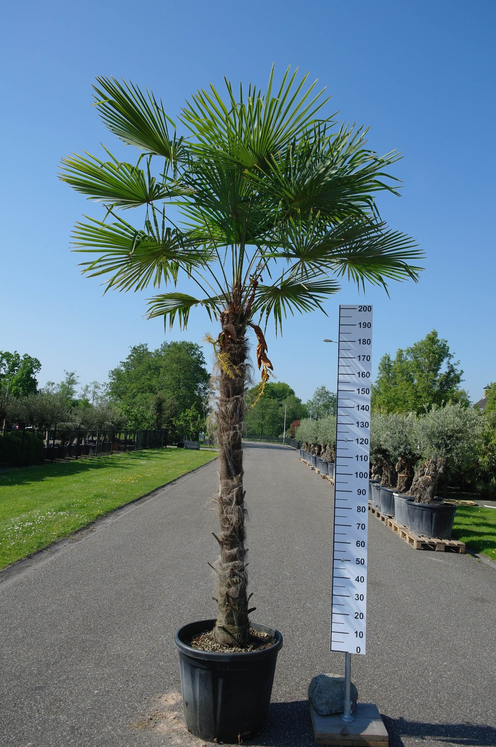 Diversiteit scheiden component Palmboom Trachycarpus Fortunei (stam 190-200 cm) - Goedkopeolijfbomen.nl