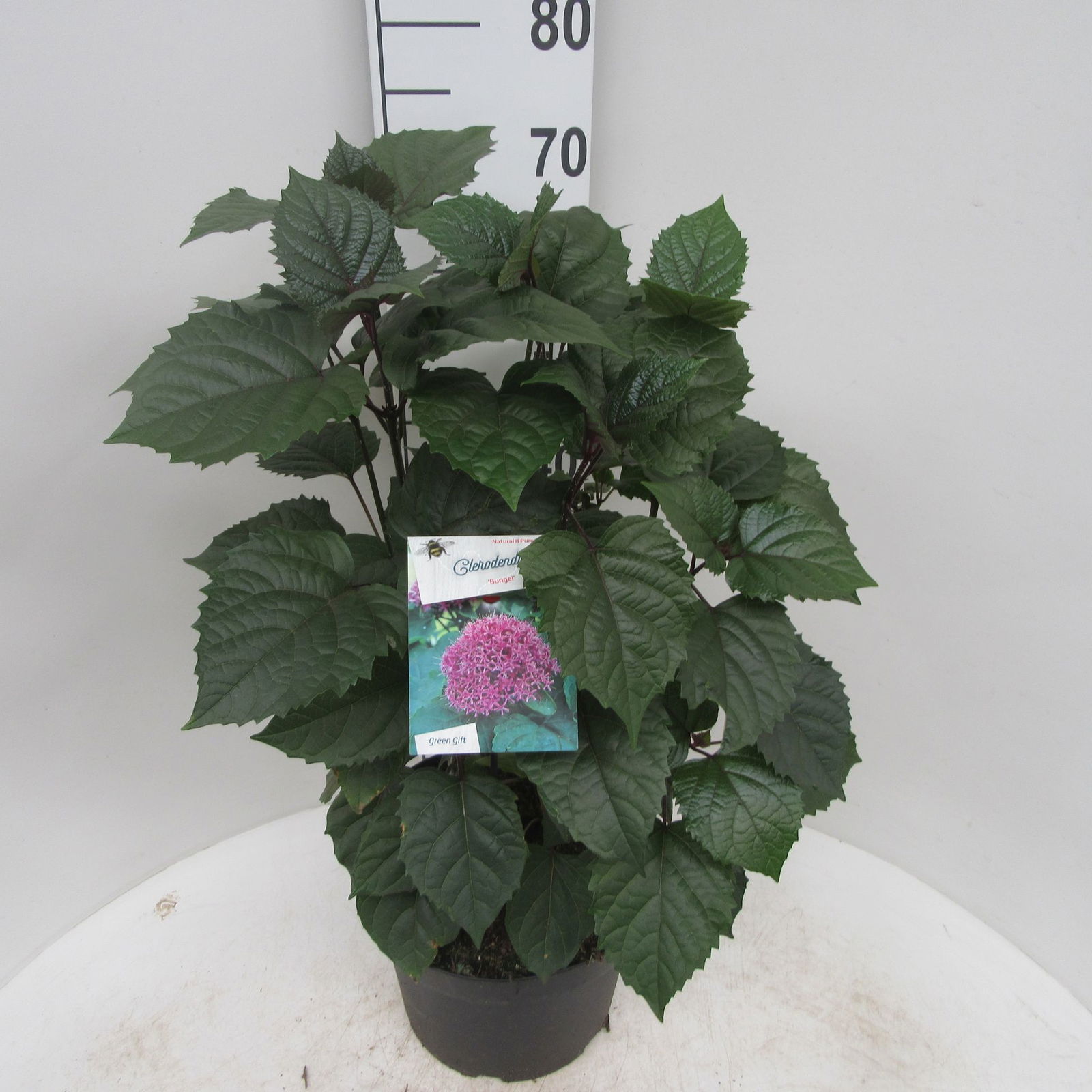 Clerodendrum bungei - Goedkopeolijfbomen.nl