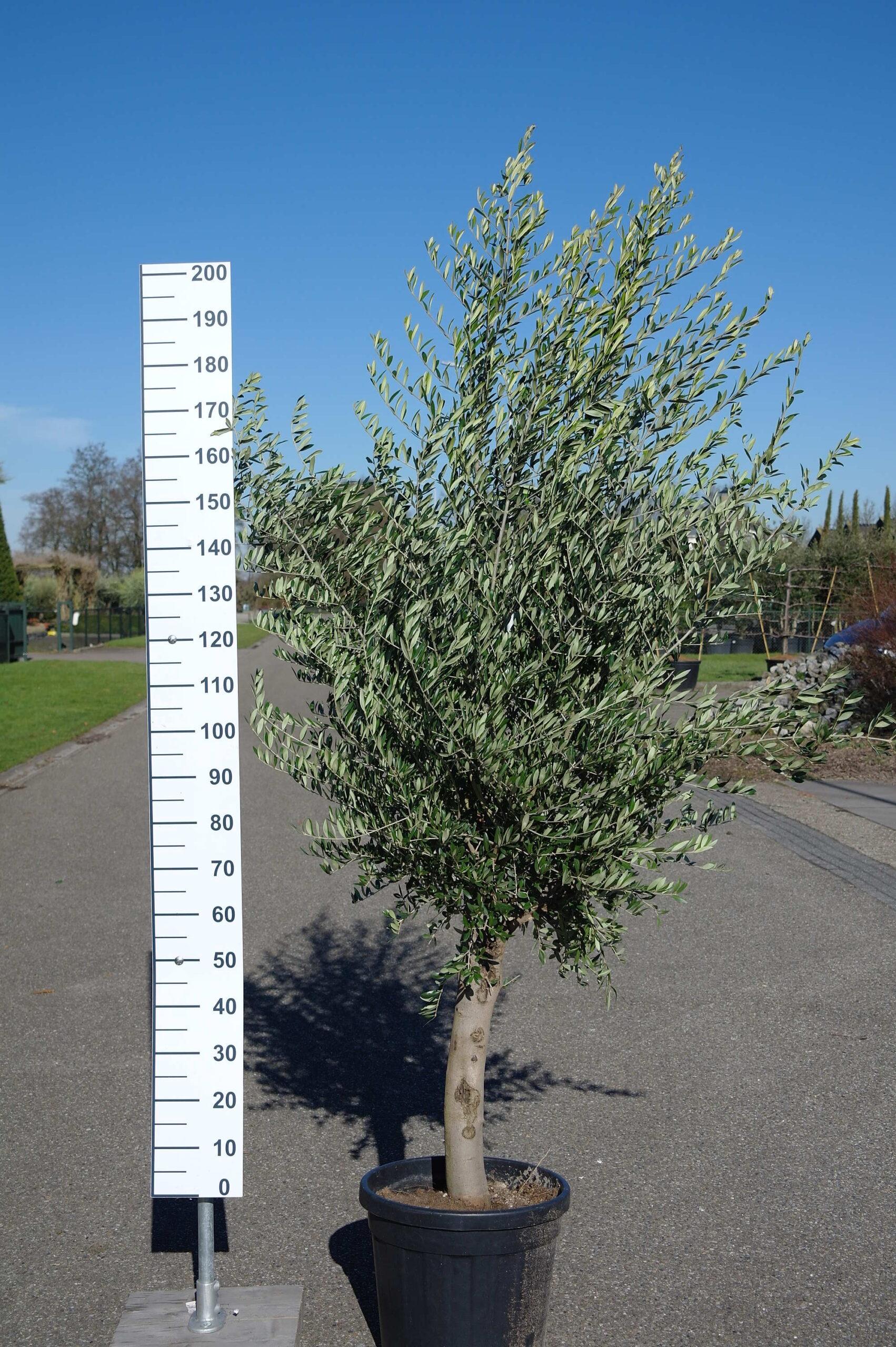 volgens Ronde Antagonist Olijfboom Olea Europea wild - Goedkopeolijfbomen.nl