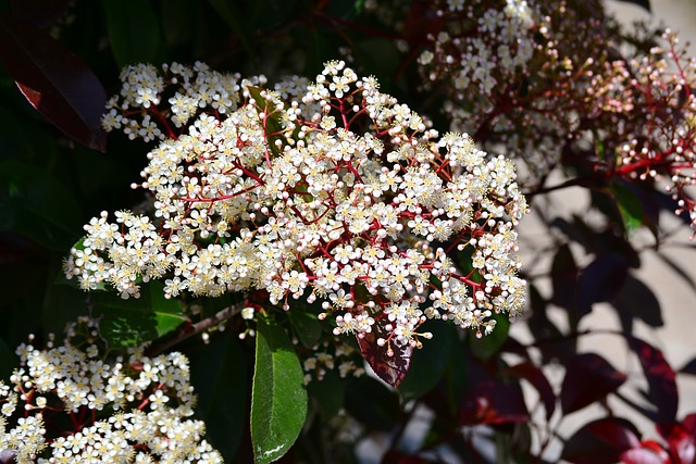 Winterharde glansmispel met kleine bloemetjes